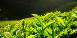 印度喀拉拉邦穆纳尔茶园的新鲜绿茶叶子。