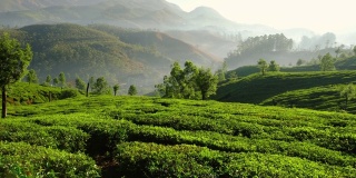 斯坦尼康镜头拍摄的茶叶种植园在Munnar，印度