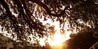 美丽的日落在树上