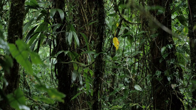 Monteverde云雾森林，哥斯达黎加