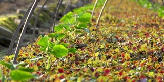 可食用苋菜(Amaranthus tricolor L.)幼苗在阳光下的农田