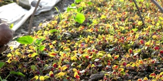 可食用苋菜(Amaranthus tricolor L.)幼苗在阳光下的农田