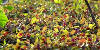 可食用苋菜(Amaranthus tricolor L.)幼苗在阳光下的农田