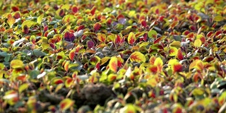 可食用苋菜(Amaranthus tricolor L.)幼苗在阳光下的农田