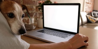 作物自由职业者与狗使用笔记本电脑在家里