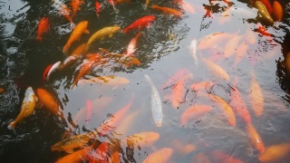 俯视图一群大锦鲤在豫园池塘里觅食，4k镜头，鱼群拥挤。视频素材模板下载