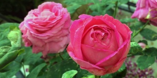 美丽和多彩的玫瑰在附近的计划