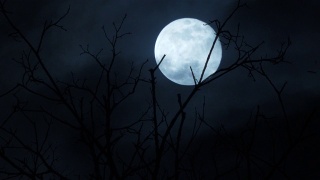 满月之夜视频素材模板下载