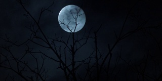夜晚的月亮在树枝后面