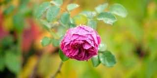 特写湿漉漉的粉红色玫瑰花在10月