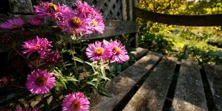 蜜蜂在阳光下爬在美丽的紫菀花上