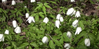 林间的雪花莲在风中摇曳。美丽的野生雪花莲盛开，特写。初春白花在春天的森林里。雪花莲花,多莉变焦