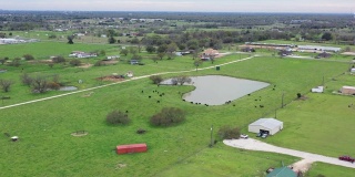 在城市附近的池塘边放牧的牛，布赖恩，德克萨斯州，美国