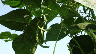 菜豆(phaseololesvulgaris L. bean)在大田阳光下生长视频素材模板下载