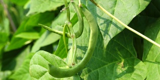 菜豆(phaseololesvulgaris L. bean)在大田阳光下生长