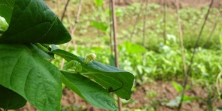 菜豆(phaseololesvulgaris L. bean)在大田阳光下生长