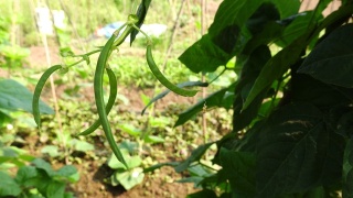 菜豆(phaseololesvulgaris L. bean)在大田阳光下生长视频素材模板下载