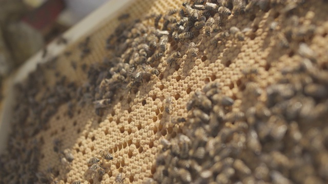4K蜜蜂蜂房蜂房60FPS慢镜头