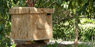 蜜蜂飞进洞口进入新的木蜂巢