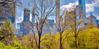 穿过中央公园的树叶和树木的现代金融建筑
