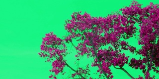 许多橡胶树的叶子粉红绿色，随风飞舞