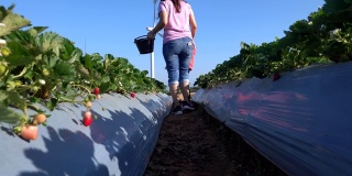 妈妈和女儿在农场里摘草莓