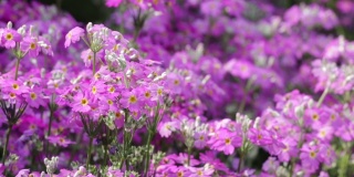 美丽的紫色雏菊盛开在春天的田野里。