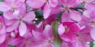 美丽的樱花在春天盛开。在模糊的彩色背景上，日本樱桃树的粉红色花朵的特写。