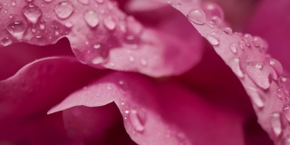 微距摄影拍摄的水滴雨滴在玫瑰花瓣浪漫爱情主题背景
