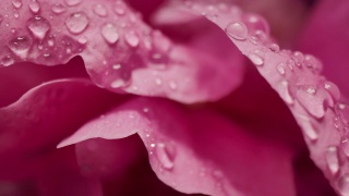 微距摄影拍摄的水滴雨滴在玫瑰花瓣浪漫爱情主题背景视频素材模板下载