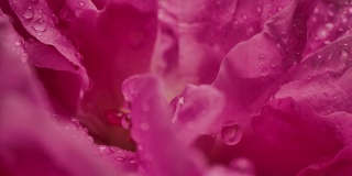 微距摄影拍摄的水滴雨滴在玫瑰花瓣浪漫爱情主题背景