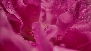 微距摄影拍摄的水滴雨滴在玫瑰花瓣浪漫爱情主题背景视频素材模板下载