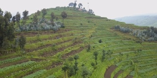 梯田农业在中非国家，卢旺达