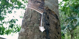 乳胶从树上掉下来。