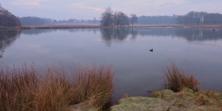 清晨，英国伦敦里士满公园里，野鸭在池塘上游泳。——广角镜头