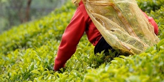 女印度农民在高地从茂密的灌木上收集树叶。当地工人在种植园采摘新鲜树叶。成年妇女在农田的绿树丛中收获茶叶。农业的概念。慢动作