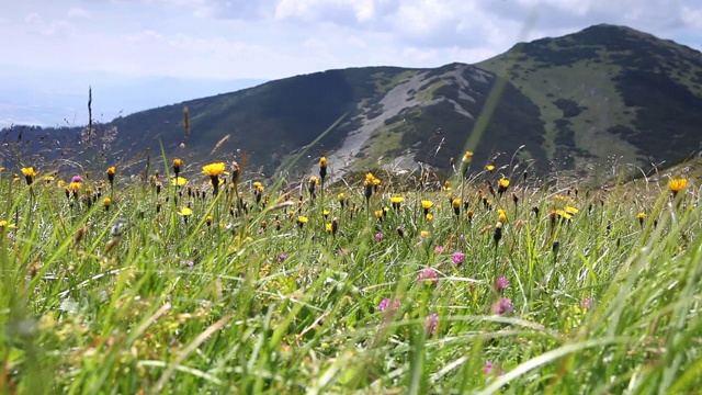 马拉法特拉(Mala Fatra)山脉的山坡上，以Velky Krivan山为背景，强劲的风吹着绿草、蒲公英和另一种春天的花朵，摇曳着。