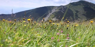 马拉法特拉(Mala Fatra)山脉的山坡上，以Velky Krivan山为背景，强劲的风吹着绿草、蒲公英和另一种春天的花朵，摇曳着。