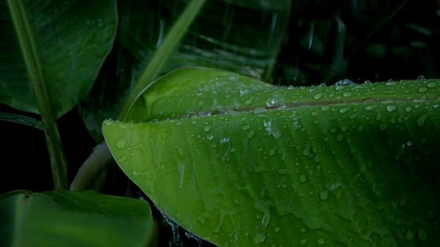 雨滴和芭蕉叶的慢动作视频