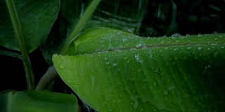 雨滴和芭蕉叶的慢动作视频