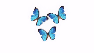 美丽的蓝色蝴蝶大闪蝶飞进屏幕，坐下来飞走。白绿色背景特写。带有Alpha通道的可循环3d动画。视频素材模板下载