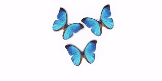 美丽的蓝色蝴蝶大闪蝶飞进屏幕，坐下来飞走。白绿色背景特写。带有Alpha通道的可循环3d动画。