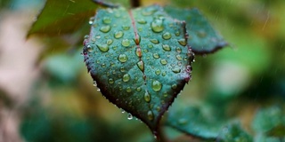 玫瑰叶子和雨滴