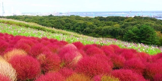 秋天，日本茨城市三原山的深红色矮树丛和宇宙花。