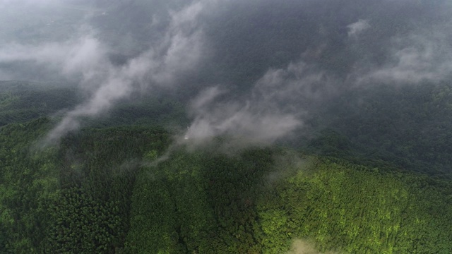 竹林在中国桂林