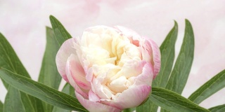 近距离观看一个淡粉色的牡丹开放。美丽而娇嫩的花朵。婚礼或情人节背景，4k延时视频