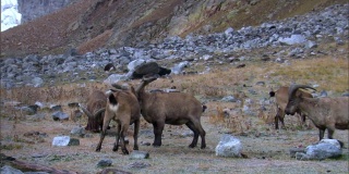 西高加索羚羊(Capra caucasica)是一种生活在山区的山羊羚羊，只在高加索山脉的西半部发现。