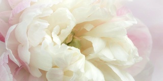 近距离观看一个淡粉色的牡丹开放。微距拍摄美丽精致的牡丹花，层层叠叠的花瓣盛开。4 k间隔拍摄视频