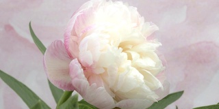 近距离观看一个淡粉色的牡丹开放。侧面的美丽和精致的牡丹花在粉红色的背景，4k时间推移视频