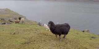 丹麦法罗群岛上的绵羊